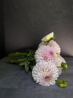 Dahlia Medium-Pink Pearl