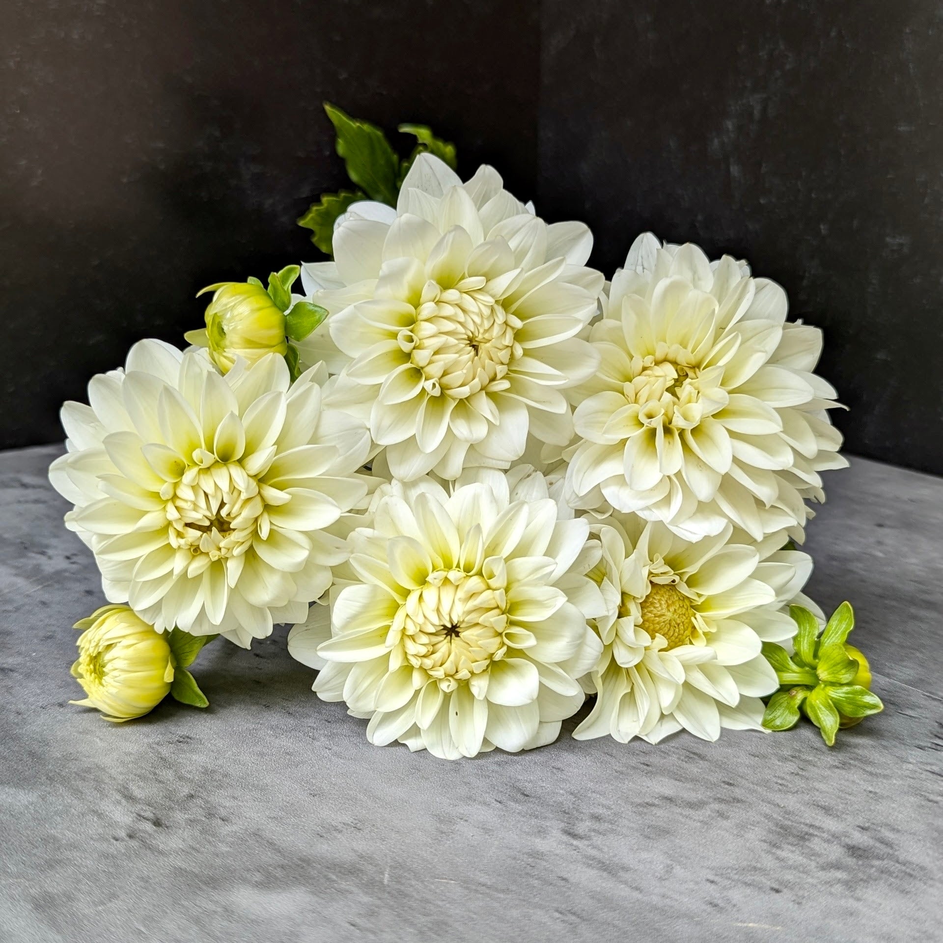 Dahlia Regular-Karma Serena