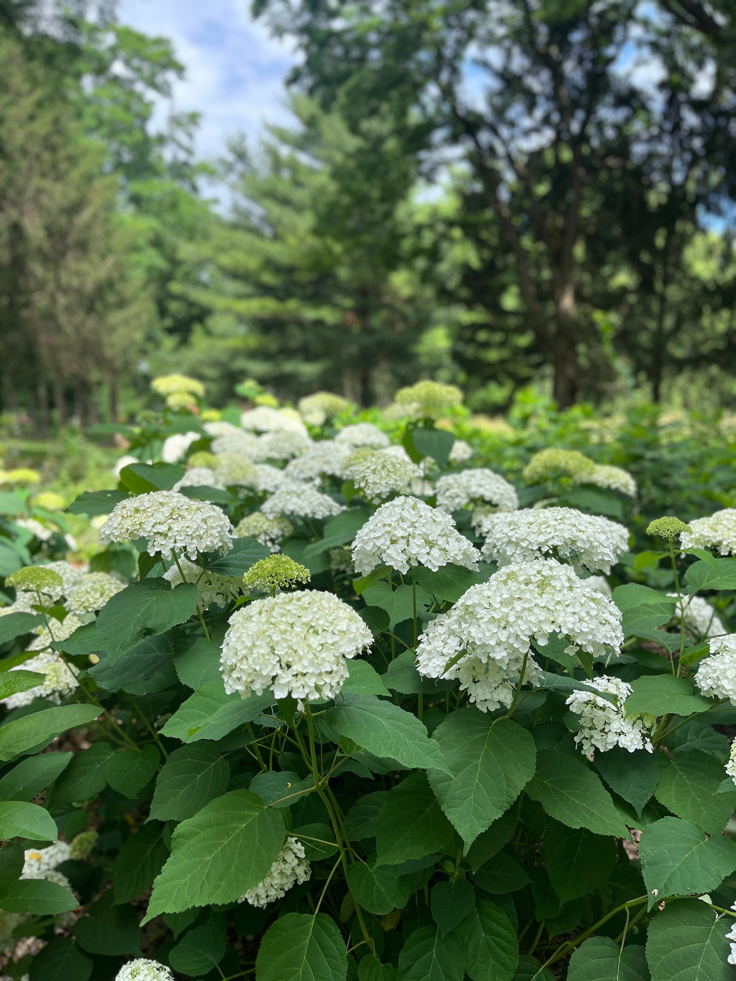 Hydrangea-Incrediball (white)