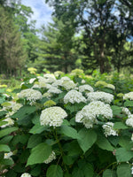 Hydrangea-Incrediball (white)