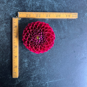 Dahlia Tuber-Ivanetti