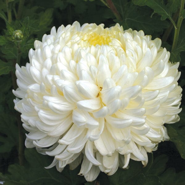 Heirloom Mum Disbud-Billy Belle