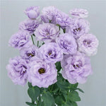 Lisianthus-Megalo Wisteria