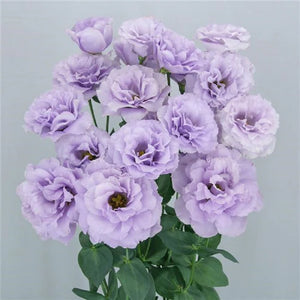 Lisianthus-Megalo Wisteria