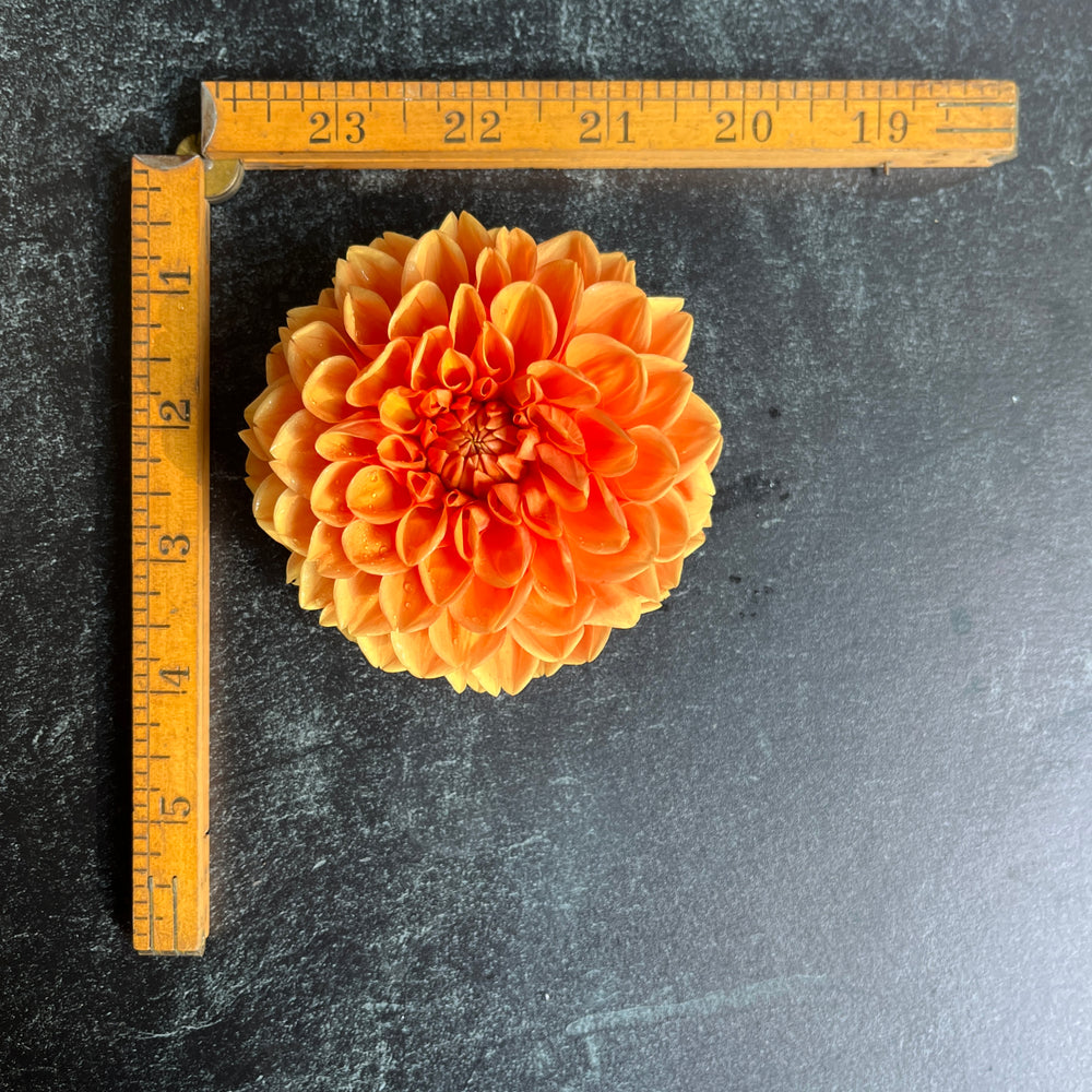 Dahlia Tuber-Maarn