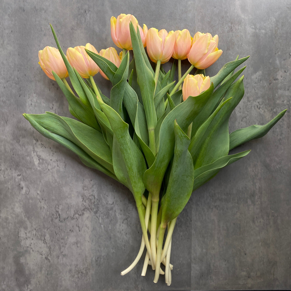 Tulip-Mango Charm