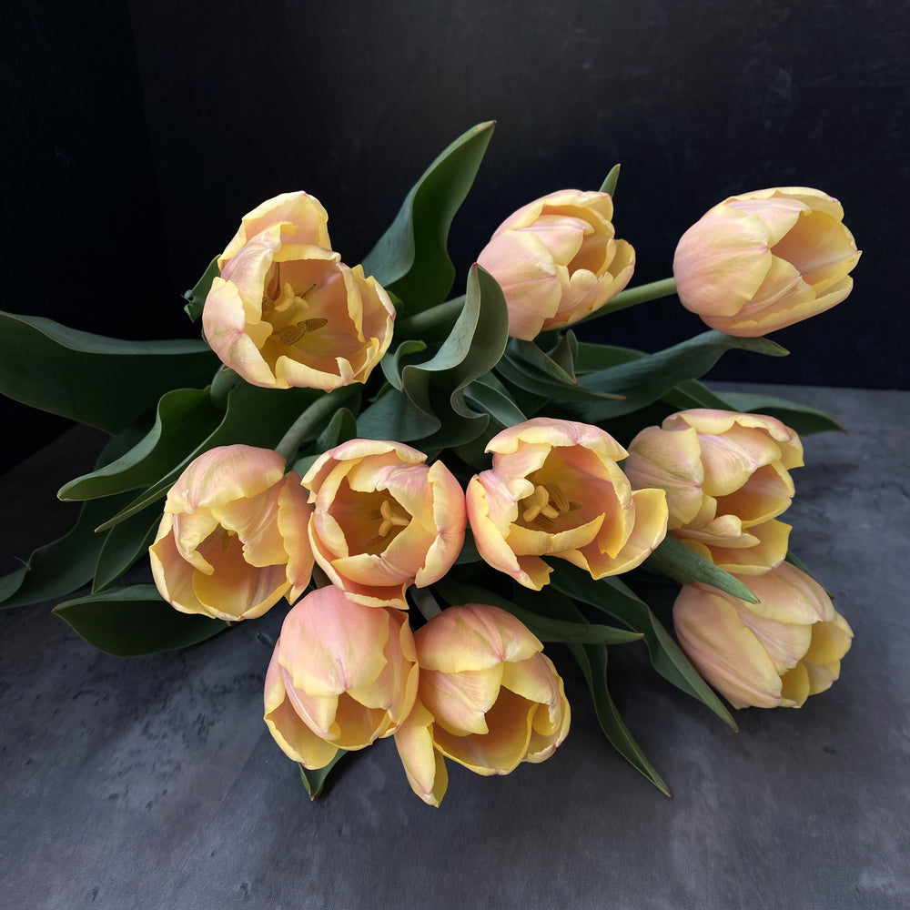 Tulip-Mango Charm