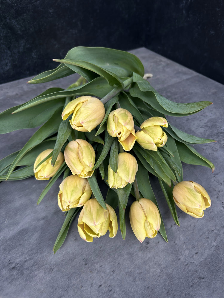 Tulip-Mango Charm