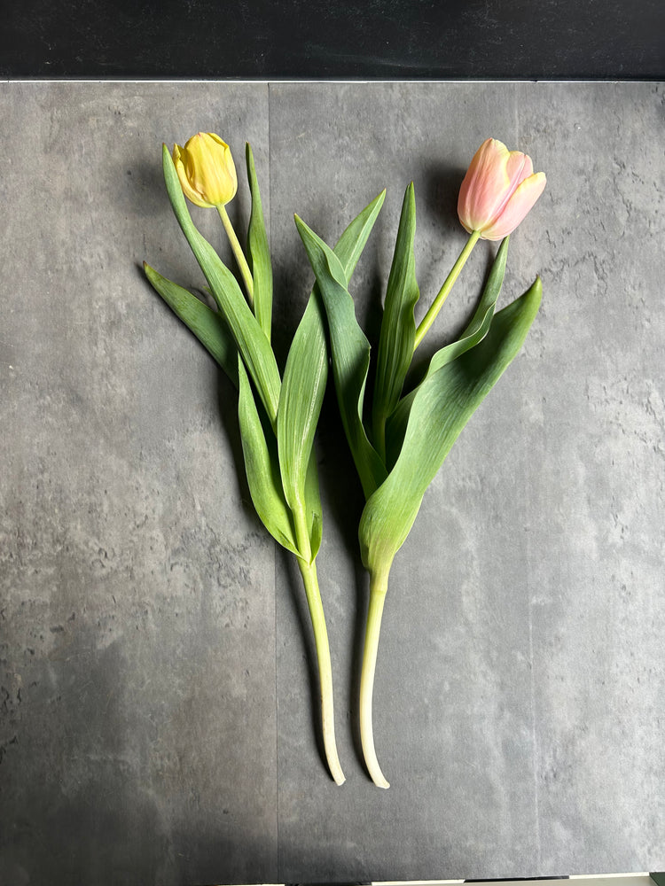 Tulip-Mango Charm