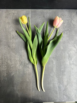 Tulip-Mango Charm