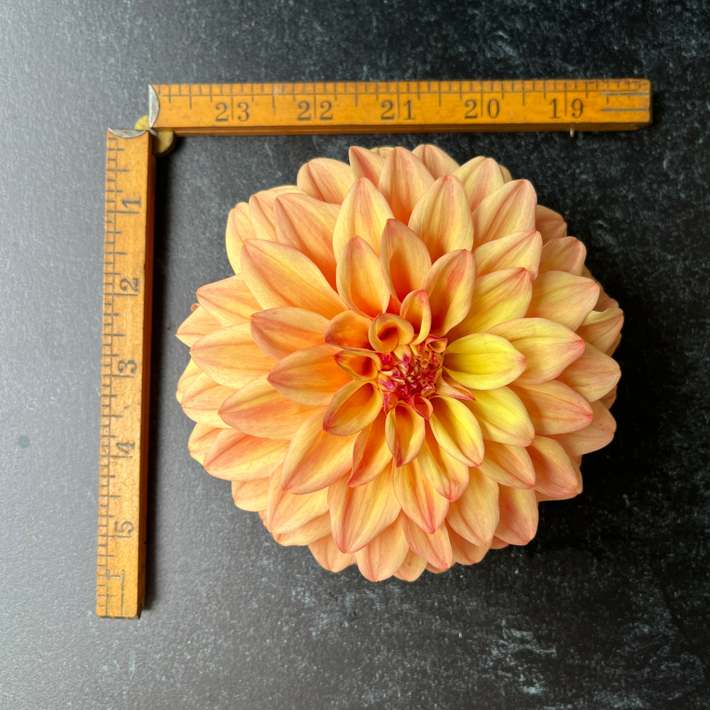 Dahlia Tuber-Miss Amara