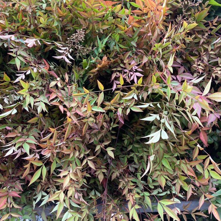 Nandina (OR)