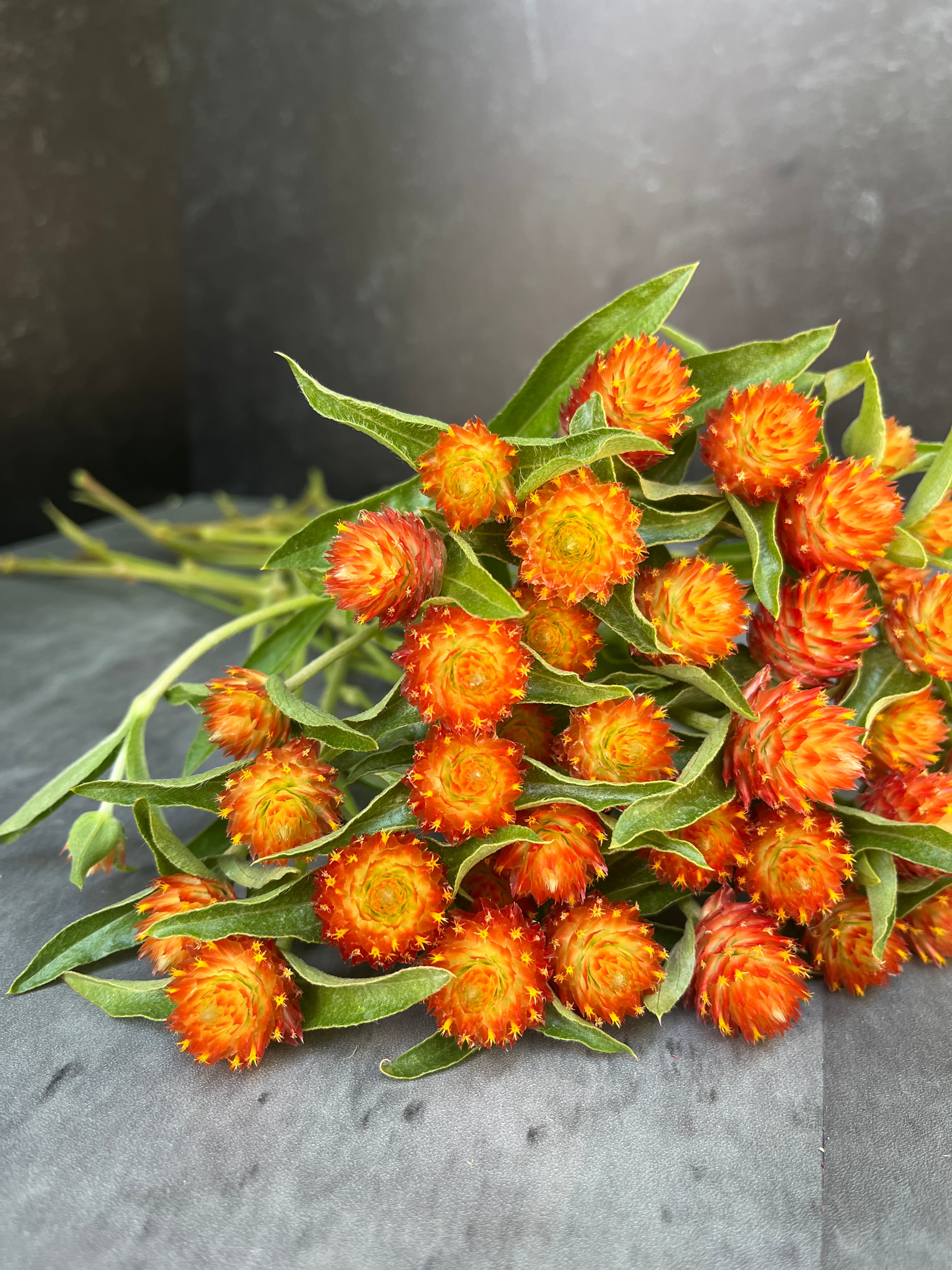 Gomphrena-Orange