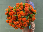 Celosia-Orange Queen