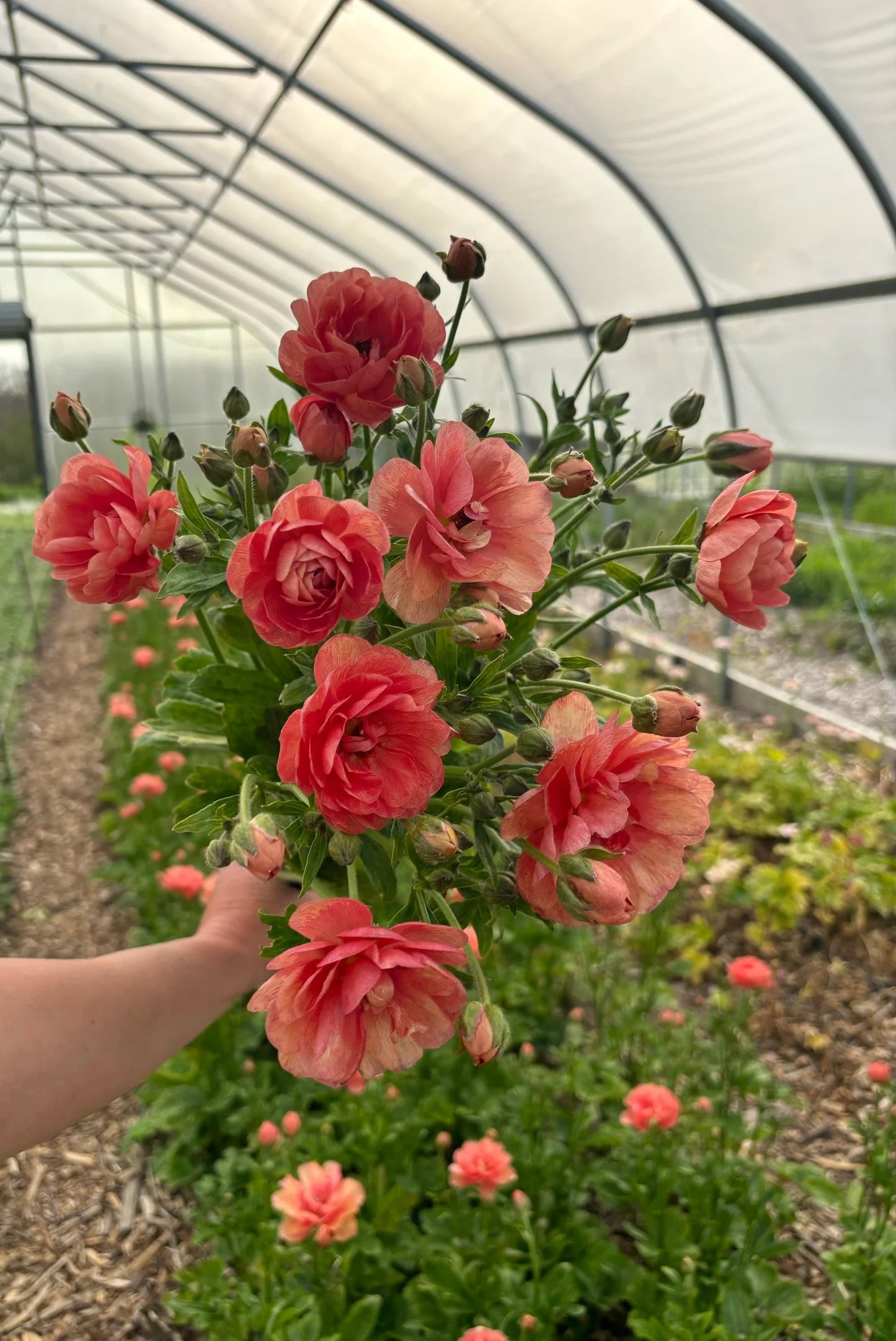 Ranunculus Butterfly-Salmon