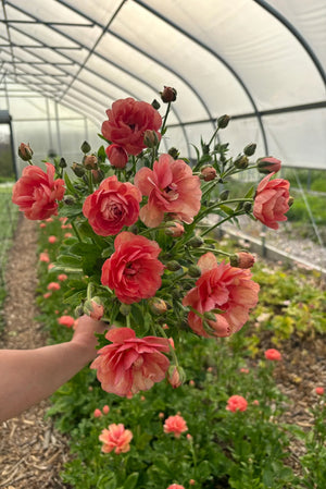 Ranunculus Butterfly-Coral