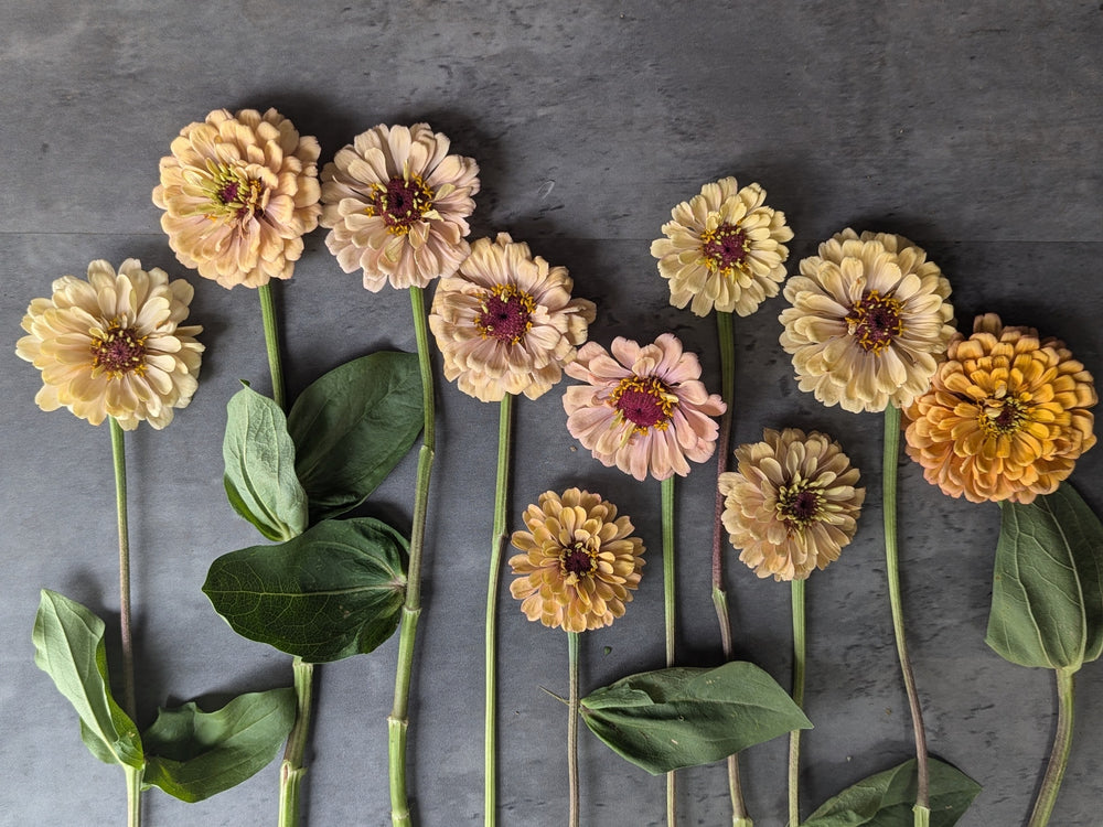 Zinnia-Floret Alpenglow