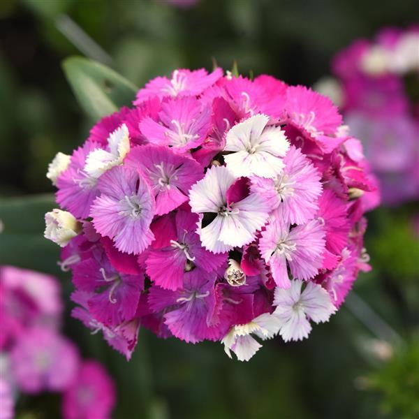 Dianthus-Lavender Magic