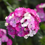 Dianthus-Lavender Magic - SMFF Wholesale