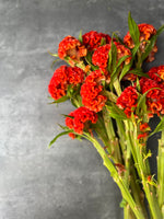 Celosia Ball-Chief Persimmon