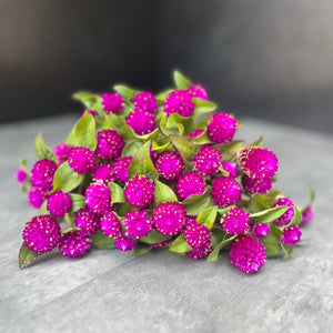 Gomphrena-Purple SALE