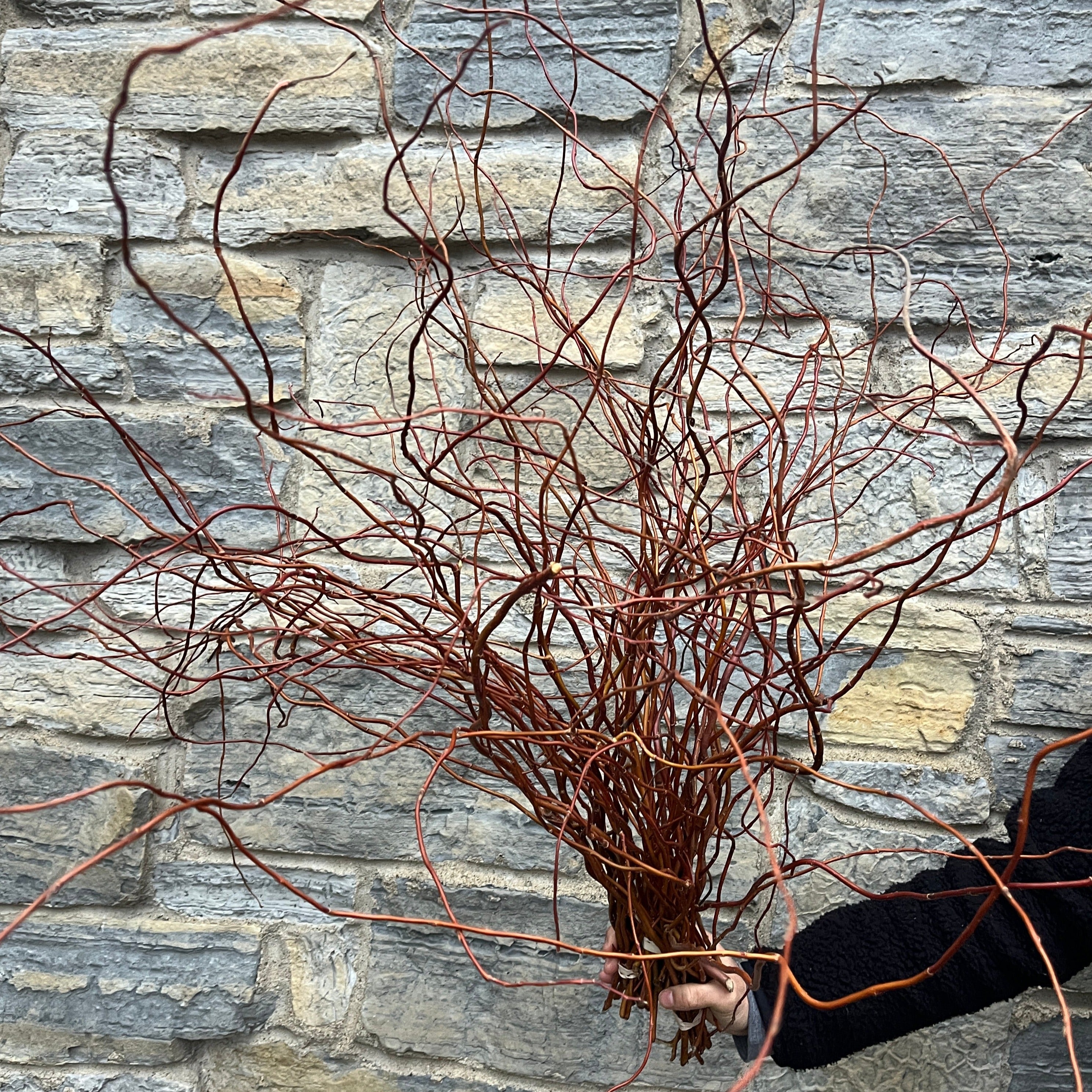 Willow-Curly Willow Red Bale