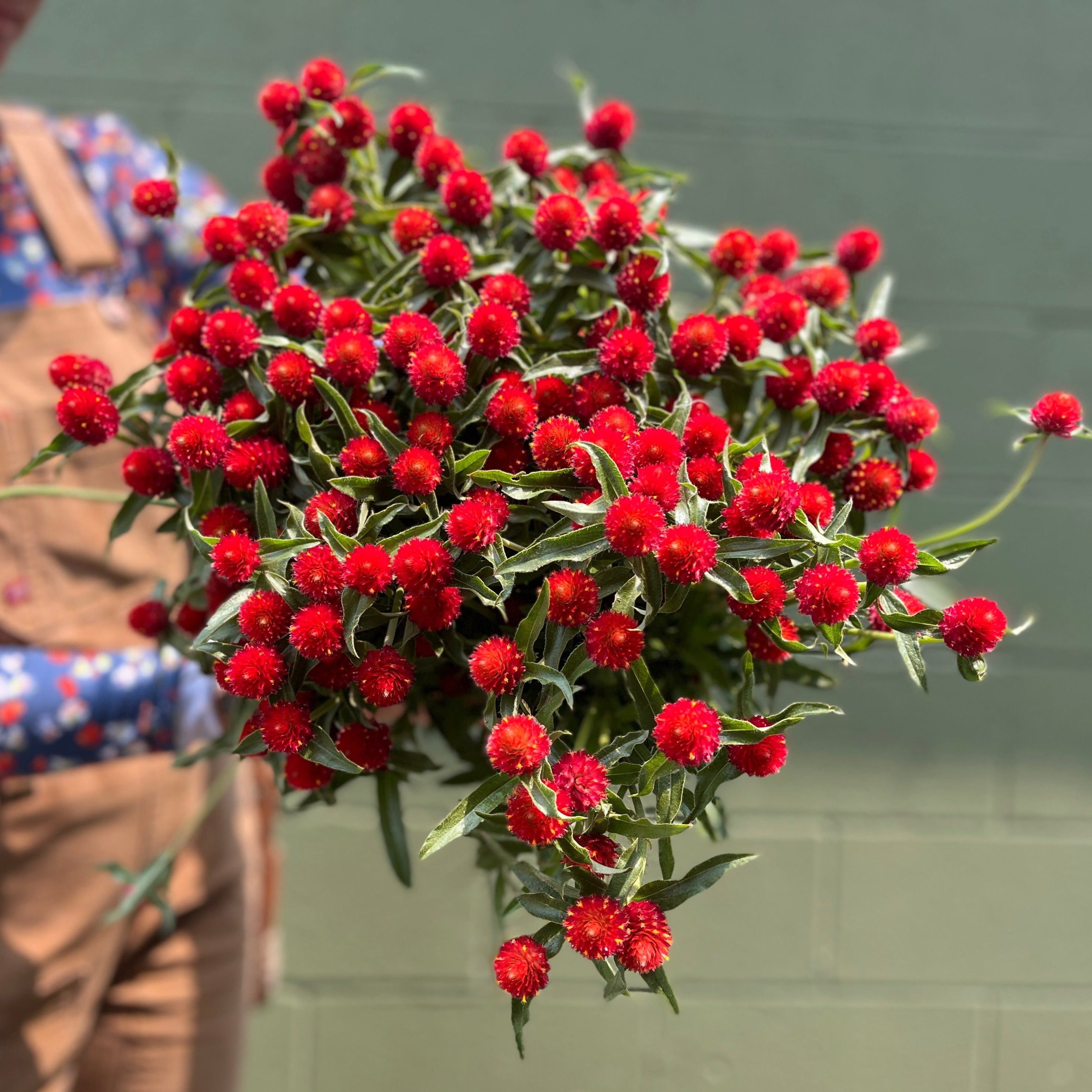Gomphrena-Strawberry Fields SALE