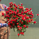 Gomphrena-Strawberry Fields SALE