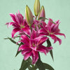 Lily-Roselily Natascha