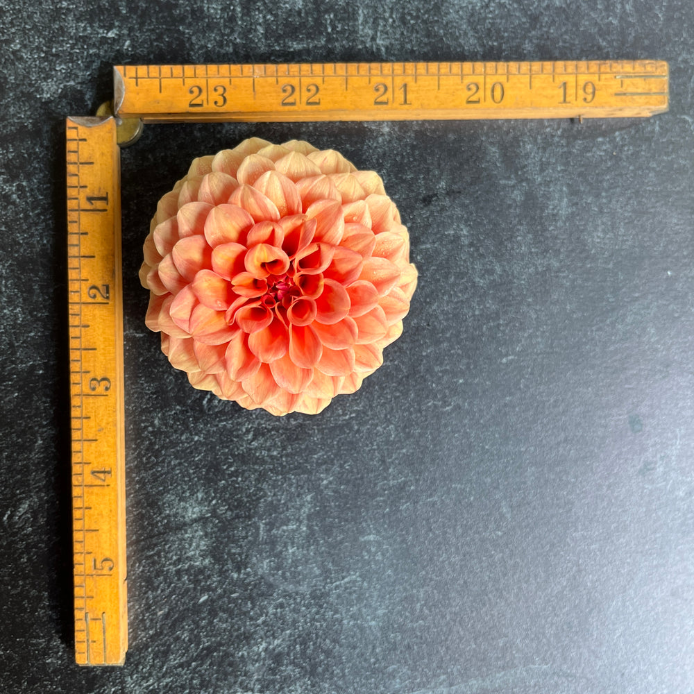 Dahlia Tuber-Rose Toscano