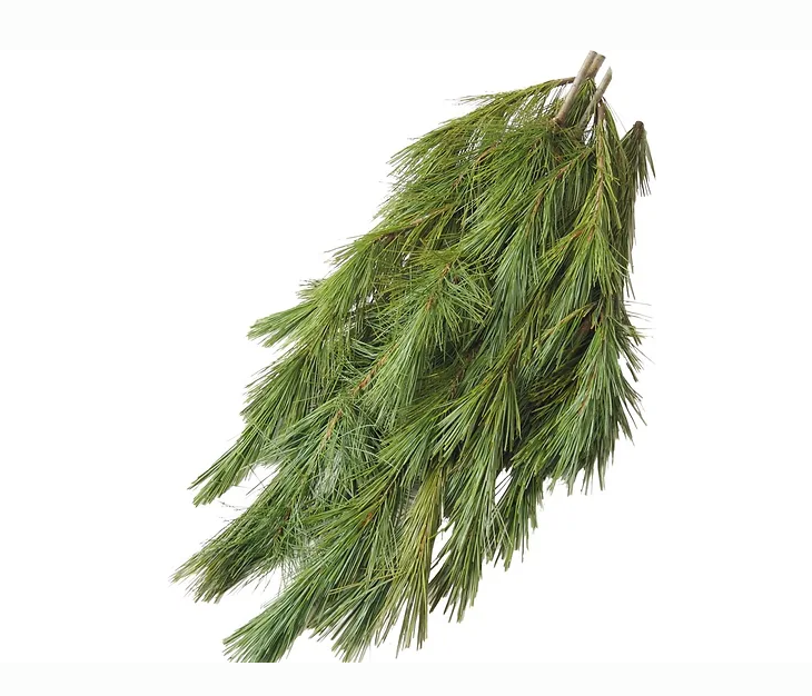 Evergreens Bunch-Scotch Pine