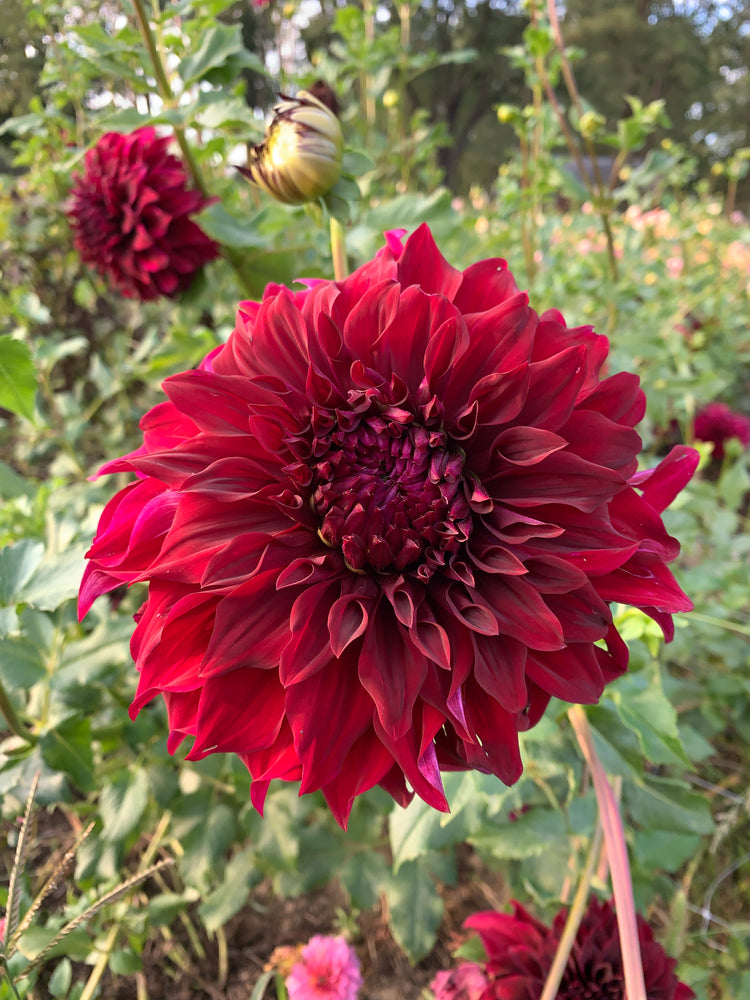 Dahlia Dinnerplate-Spartacus - SMFF Wholesale