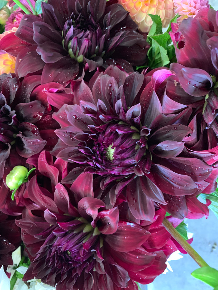 Dahlia Dinnerplate-Spartacus - SMFF Wholesale