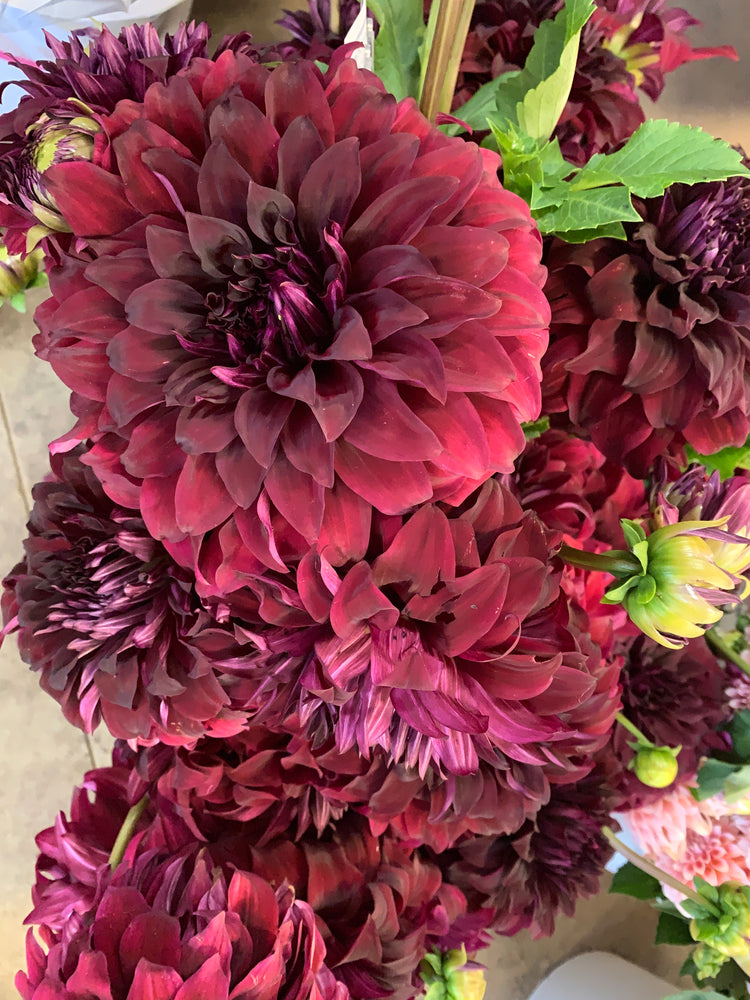 Dahlia Dinnerplate-Spartacus - SMFF Wholesale