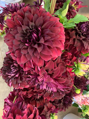 Dahlia Dinnerplate-Spartacus - SMFF Wholesale