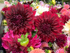 Dahlia Dinnerplate-Spartacus - SMFF Wholesale