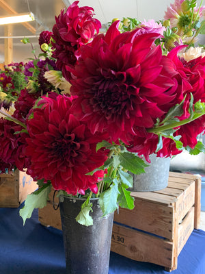 Dahlia Dinnerplate-Spartacus - SMFF Wholesale