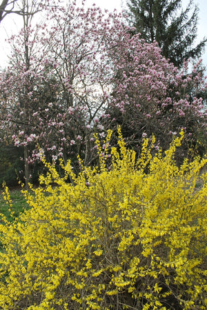 Forsythia Flowering Branch