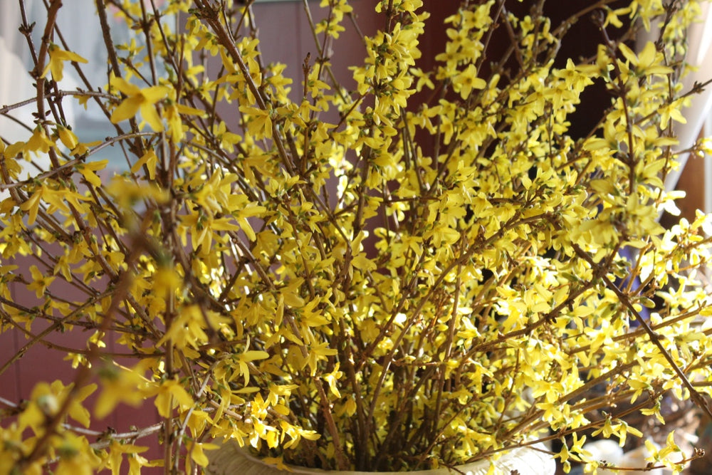 Forsythia Flowering Branch