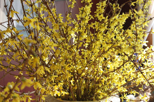 Forsythia Flowering Branch