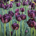 Tulip-Black Hero - SMFF Wholesale