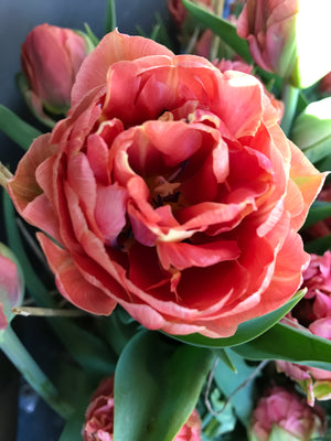 Tulip-Copper Image