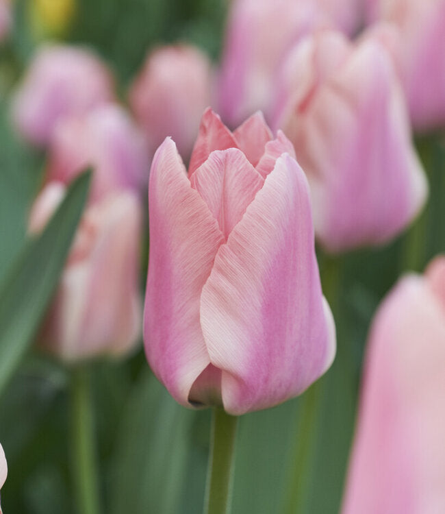 Tulip-Apricona