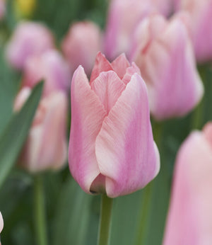 Tulip-Apricona
