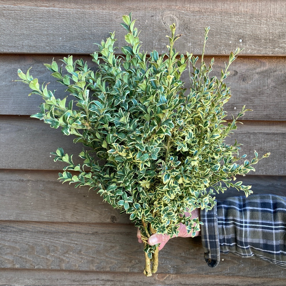 Boxwood-Variegated (OR)