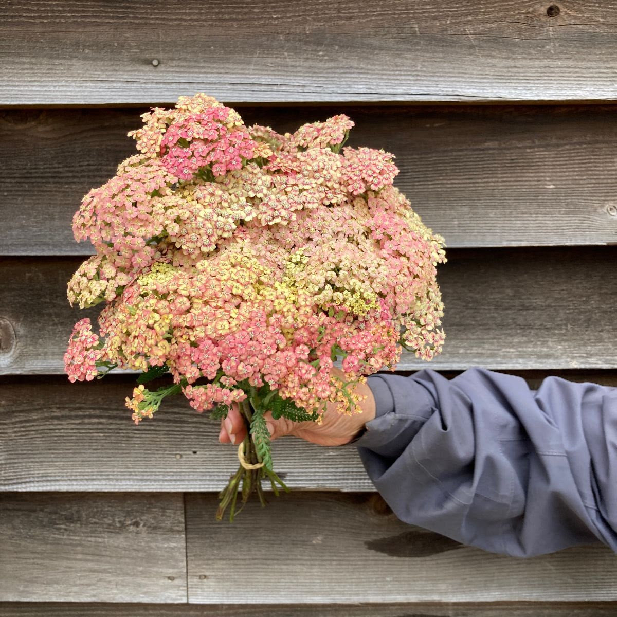 Yarrow-Peach (OR)