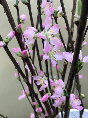 Prunus Flowering Branch