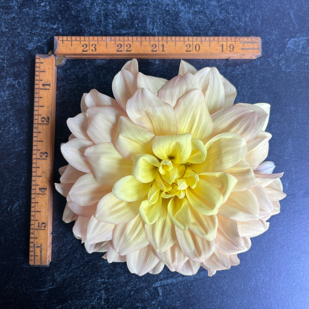 Dahlia Tuber-Wyn's New Pastel