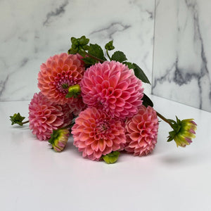Dahlia Regular-Linda's Baby