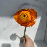 Ranunculus-Clementine